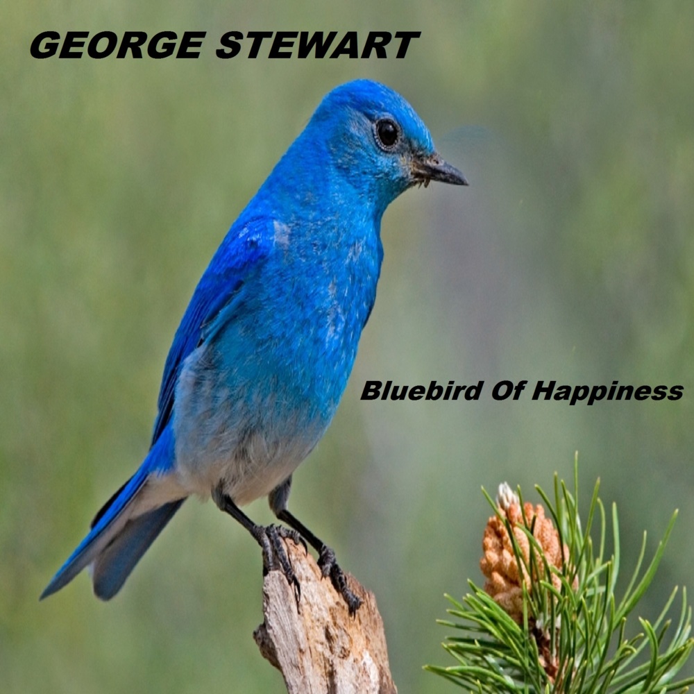 Bluebird Of Happiness