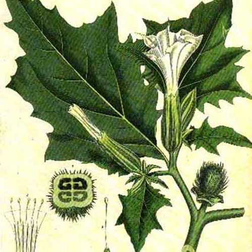 Datura Stramonium