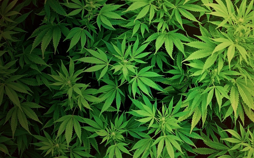 Ganja Day