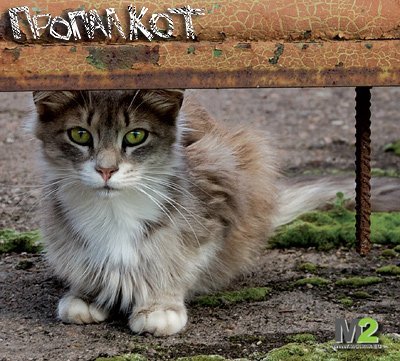 Пропал кот / Propal kot