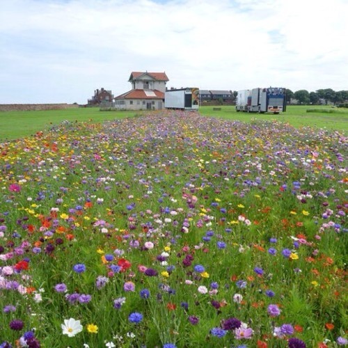 „the lo$t track”