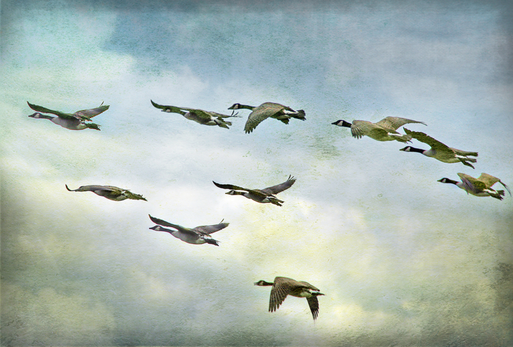 Wild Geese